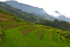 Sapa Rice Terraces